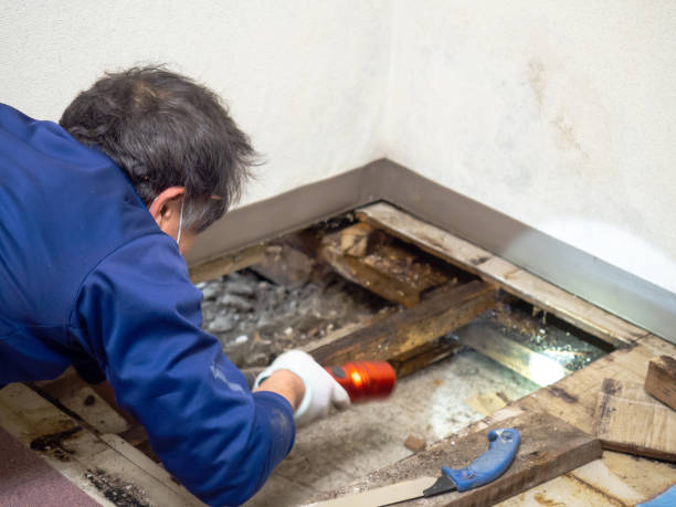 Best Mold Remediation Experts  in Sawgrass, FL