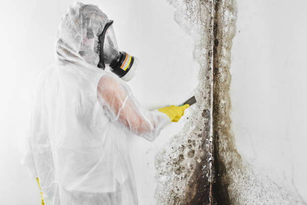 Best Toxic Mold Removal  in Sawgrass, FL