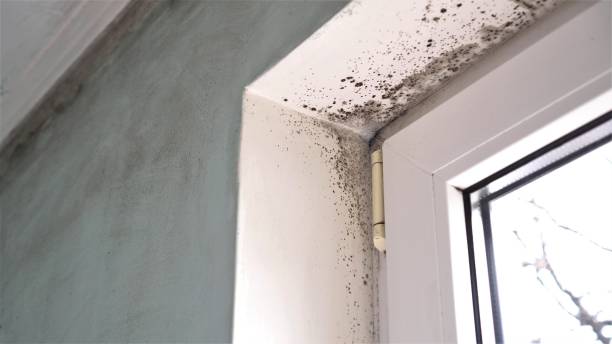 Best Office Mold Removal Services  in Sawgrass, FL