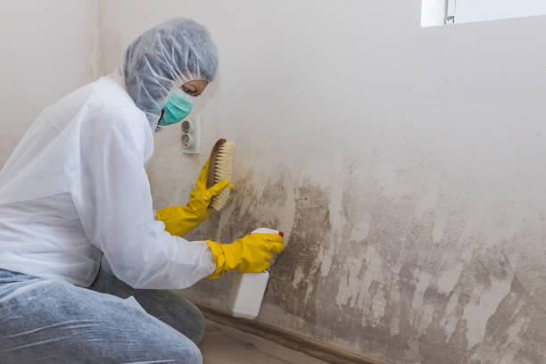 Attic Mold Removal in Sawgrass, FL